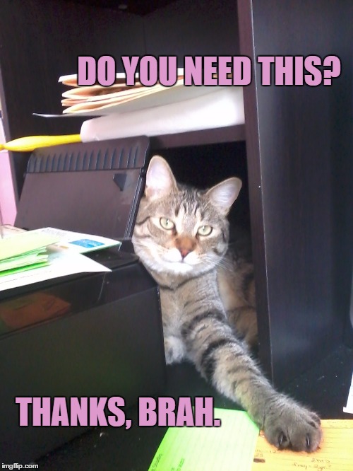 Meanwhile...at work. | DO YOU NEED THIS? THANKS, BRAH. | image tagged in cats,work | made w/ Imgflip meme maker