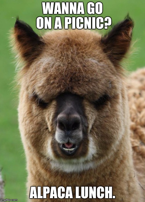 Alpaca Staredown | WANNA GO ON A PICNIC? ALPACA LUNCH. | image tagged in alpaca staredown | made w/ Imgflip meme maker