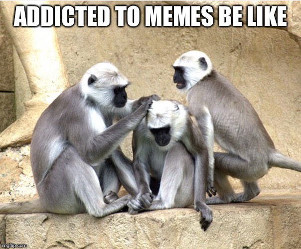 ADDICTED TO MEMES BE LIKE | image tagged in white headed monkeys | made w/ Imgflip meme maker