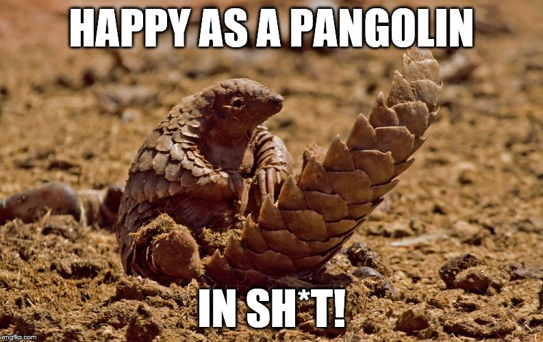 HAPPY AS A PANGOLIN IN SH*T! | made w/ Imgflip meme maker