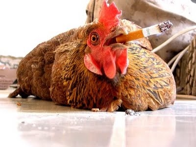 Chicken smoking a cigarette  Blank Meme Template