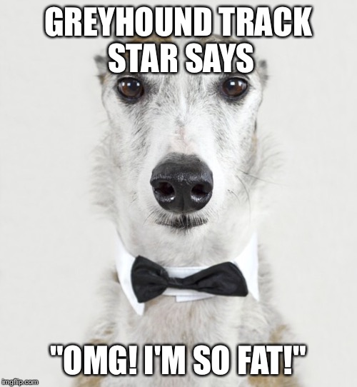 GREYHOUND | GREYHOUND TRACK STAR SAYS "OMG! I'M SO FAT!" | image tagged in greyhound | made w/ Imgflip meme maker
