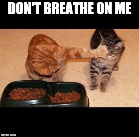 cats share food | DON'T BREATHE ON ME | image tagged in cats share food | made w/ Imgflip meme maker