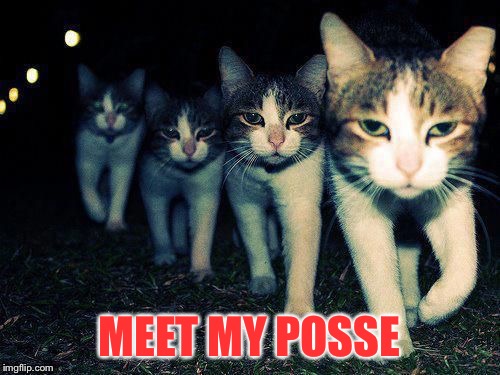 wrong neighborhood cats | MEET MY POSSE | image tagged in wrong neighborhood cats | made w/ Imgflip meme maker