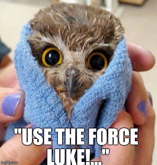 Let go Luke... | "USE THE FORCE LUKE!..." | image tagged in memes,star wars,obi wan kenobi,luke skywalker,owls,baby owl | made w/ Imgflip meme maker