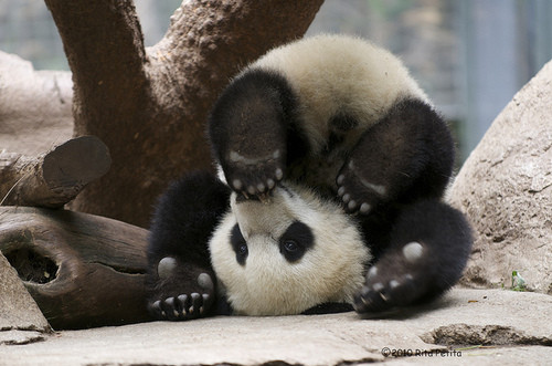 A baby panda lying on its head, with its feet in the air.