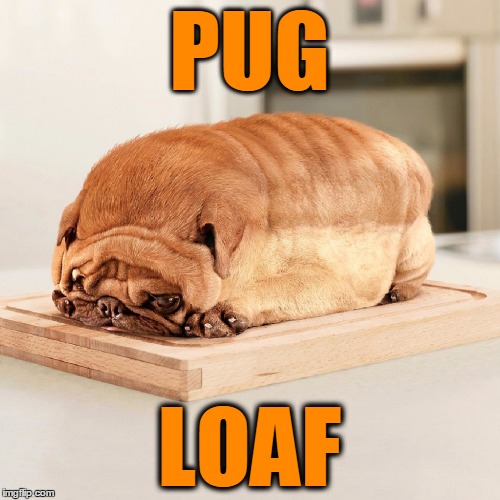 pug loaf | PUG LOAF | image tagged in pug loaf | made w/ Imgflip meme maker