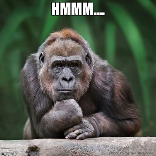 Careful Thinking  |  HMMM.... | image tagged in gorilla,thinking | made w/ Imgflip meme maker
