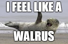 Walrus | I FEEL LIKE A; WALRUS | image tagged in walrus,i feel like | made w/ Imgflip meme maker