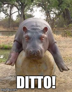 Happy hippo | DITTO! | image tagged in happy hippo | made w/ Imgflip meme maker