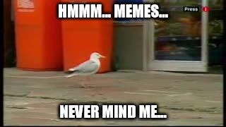 Never mind me... | HMMM... MEMES... NEVER MIND ME... | image tagged in memes,stealing,stolen,seagull,never mind | made w/ Imgflip meme maker