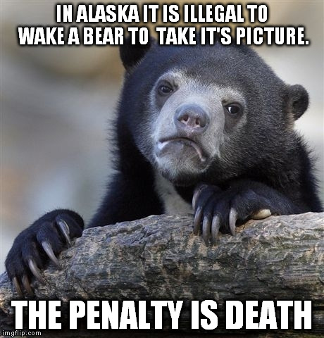 Confession Bear | IN ALASKA IT IS ILLEGAL TO WAKE A BEAR TO  TAKE IT'S PICTURE. THE PENALTY IS DEATH | image tagged in memes,confession bear | made w/ Imgflip meme maker
