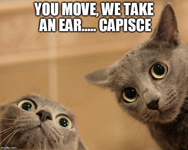 Startled Cats | YOU MOVE, WE TAKE AN EAR..... CAPISCE | image tagged in startled cats | made w/ Imgflip meme maker