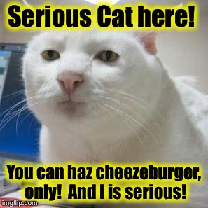 Serious Cat 1 | Serious Cat here! You can haz cheezeburger, only!  And I is serious! | image tagged in serious cat 1 | made w/ Imgflip meme maker