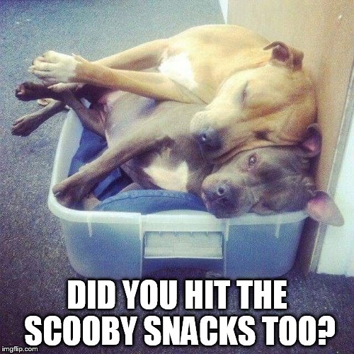 Two dogs | DID YOU HIT THE SCOOBY SNACKS TOO? | image tagged in two dogs | made w/ Imgflip meme maker