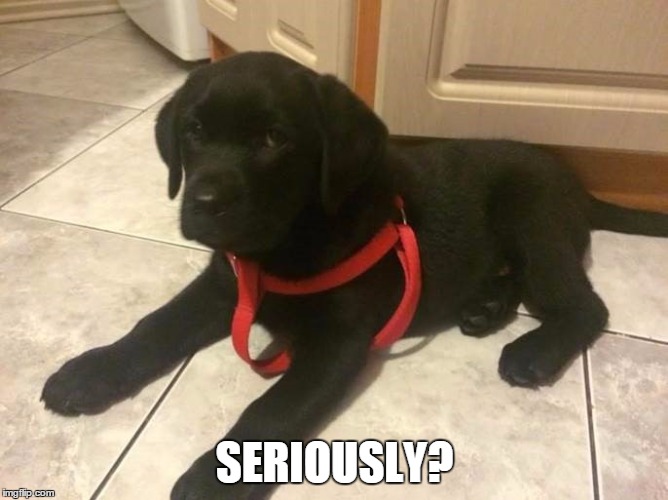 are you kidding me dog | SERIOUSLY? | image tagged in are you kidding me dog | made w/ Imgflip meme maker