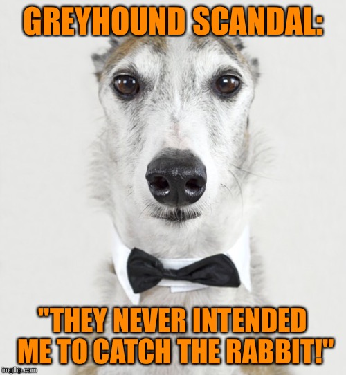 GREYHOUND | GREYHOUND SCANDAL:; "THEY NEVER INTENDED ME TO CATCH THE RABBIT!" | image tagged in greyhound | made w/ Imgflip meme maker