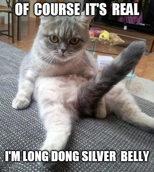 Sexy Cat Meme | OF  COURSE  IT'S  REAL; I'M LONG DONG SILVER  BELLY | image tagged in memes,sexy cat | made w/ Imgflip meme maker