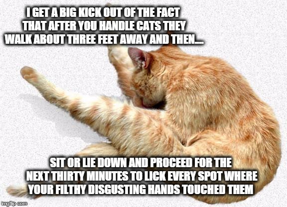 Dirty Humans! | I GET A BIG KICK OUT OF THE FACT THAT AFTER YOU HANDLE CATS THEY WALK ABOUT THREE FEET AWAY AND THEN.... SIT OR LIE DOWN AND PROCEED FOR THE NEXT THIRTY MINUTES TO LICK EVERY SPOT WHERE YOUR FILTHY DISGUSTING HANDS TOUCHED THEM | image tagged in cats | made w/ Imgflip meme maker