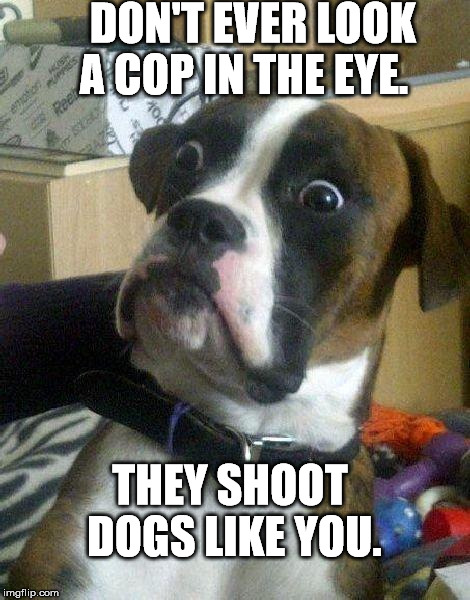 Boxers Beware  | DON'T EVER LOOK A COP IN THE EYE. THEY SHOOT DOGS LIKE YOU. | image tagged in surprised dog,boxer,bulldog,pitbull,pit bull,dog | made w/ Imgflip meme maker