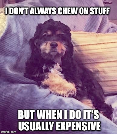 The Most Cuddly Dog In The World | I DON'T ALWAYS CHEW ON STUFF; BUT WHEN I DO IT'S USUALLY EXPENSIVE | image tagged in the most interesting dog in the world | made w/ Imgflip meme maker