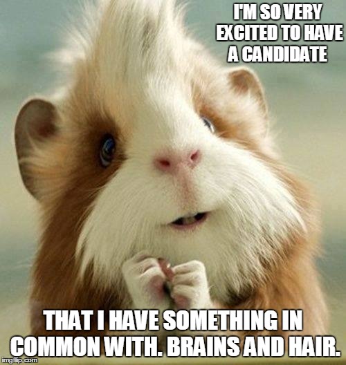 Why Guinea Pigs are voting Trump 2016. | I'M SO VERY EXCITED TO HAVE A CANDIDATE; THAT I HAVE SOMETHING IN COMMON WITH. BRAINS AND HAIR. | image tagged in donald trump,democrats,republicans,election 2016,politics,ted cruz | made w/ Imgflip meme maker