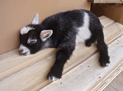 High Quality Sleepy Baby Goat Blank Meme Template