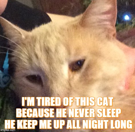 I'M TIRED OF THIS CAT BECAUSE HE NEVER SLEEP HE KEEP ME UP ALL NIGHT LONG | image tagged in i'm tired of this cat | made w/ Imgflip meme maker