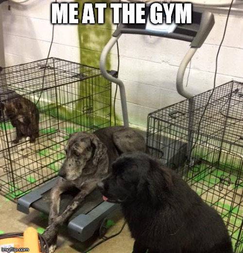 Today I Don't Feel Like Doing Anything | ME AT THE GYM | image tagged in lazy,me at the gym,gym,treadmill,dog,lazy dog | made w/ Imgflip meme maker