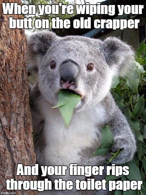 If you're grossed out easily, don't read this meme. I warned you | When you're wiping your butt on the old crapper; And your finger rips through the toilet paper | image tagged in memes,surprised koala | made w/ Imgflip meme maker