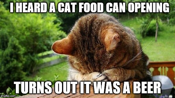 Embarrassed Cat | I HEARD A CAT FOOD CAN OPENING; TURNS OUT IT WAS A BEER | image tagged in embarrassed cat | made w/ Imgflip meme maker