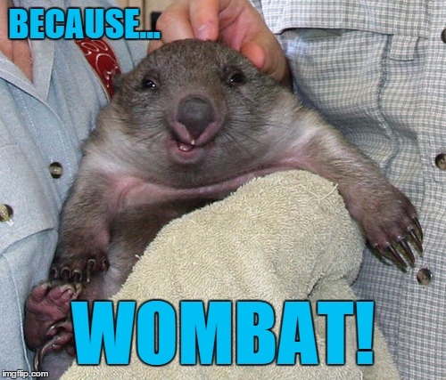 It's a smiling wombat! How cute is that? | BECAUSE... WOMBAT! | image tagged in wombat | made w/ Imgflip meme maker