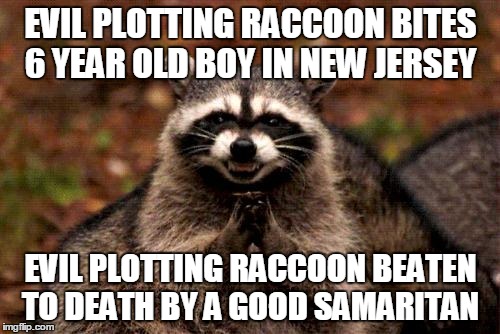 EVIL PLOTTING RACCOON BITES 6 YEAR OLD BOY IN NEW JERSEY EVIL PLOTTING RACCOON BEATEN TO DEATH BY A GOOD SAMARITAN | made w/ Imgflip meme maker