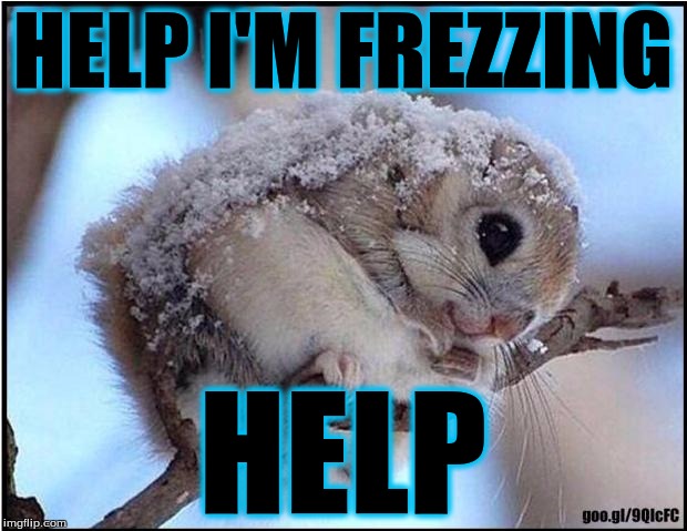 Frozen squirrel | HELP I'M FREZZING; HELP | image tagged in frozen squirrel | made w/ Imgflip meme maker