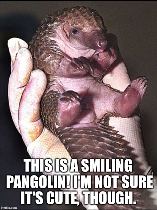 THIS IS A SMILING PANGOLIN! I'M NOT SURE IT'S CUTE, THOUGH. | image tagged in pangolin male baby | made w/ Imgflip meme maker