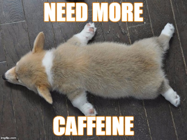 ZZZZZZZ | NEED MORE; CAFFEINE | image tagged in funny memes,puppies,corgi,dogs,humor,college humor | made w/ Imgflip meme maker