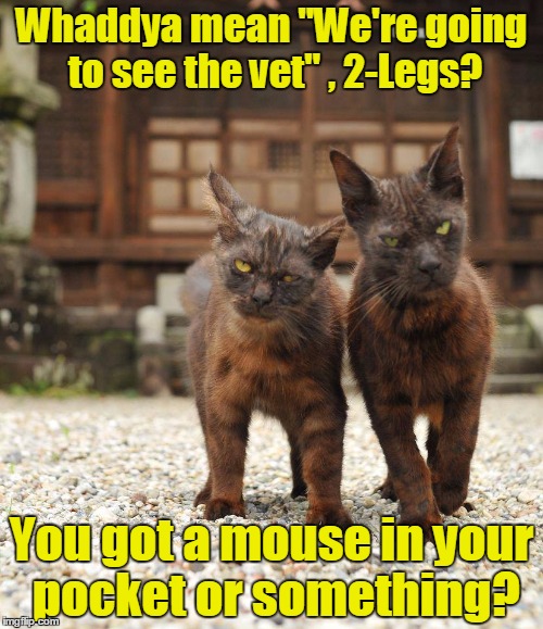 Whaddya mean "We're going to see the vet" , 2-Legs? You got a mouse in your pocket or something? | image tagged in tuff kitties | made w/ Imgflip meme maker