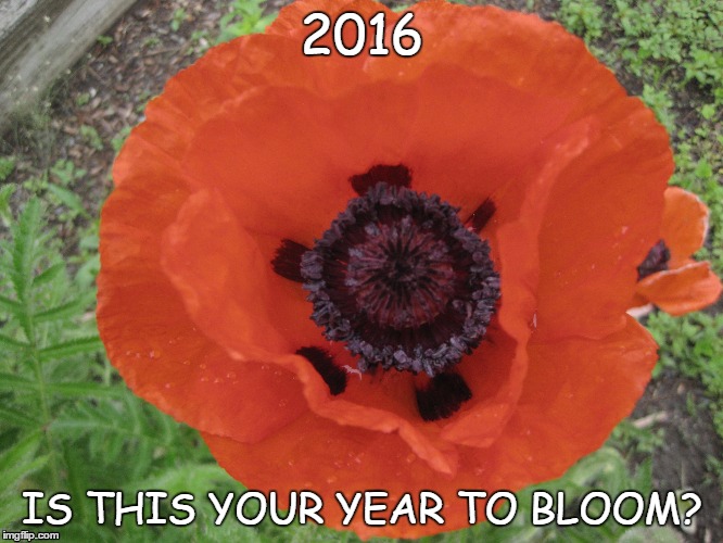 2016 Your Year to Bloom |  2016; IS THIS YOUR YEAR TO BLOOM? | image tagged in life coaching,coaching,heart iq,getting unstuck,creating your new reality,manifesting how to | made w/ Imgflip meme maker