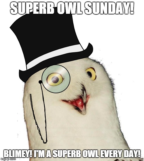 Superb owl | SUPERB OWL SUNDAY! BLIMEY! I'M A SUPERB OWL EVERY DAY! | image tagged in memes,funny,superb owl,superbowl | made w/ Imgflip meme maker