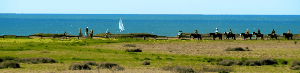 Tourists in HMB | image tagged in gifs,horses,sailing,coastside | made w/ Imgflip images-to-gif maker