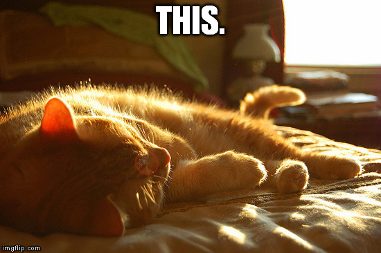 Blissful Moment | THIS. | image tagged in cats,happy,relaxed,sun,peace | made w/ Imgflip meme maker