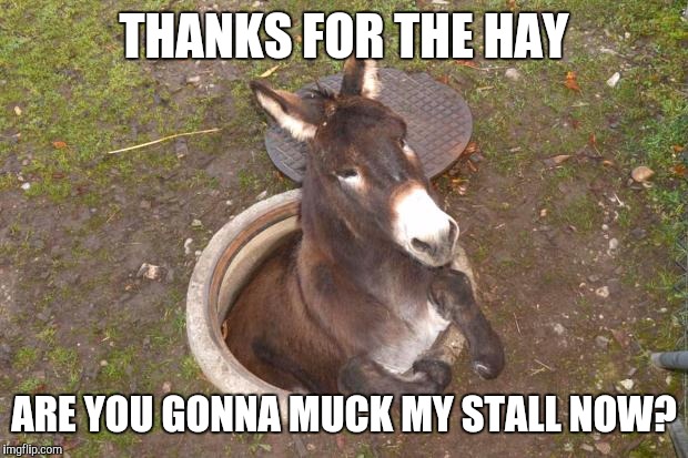 Asshole | THANKS FOR THE HAY; ARE YOU GONNA MUCK MY STALL NOW? | image tagged in asshole,what a jerk,funny,farm animals,you work for me now,meme | made w/ Imgflip meme maker