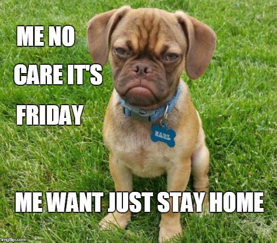 ME NO; CARE IT'S; FRIDAY; ME WANT JUST STAY HOME | image tagged in puppy,cute,sad,frown,tgif,friday | made w/ Imgflip meme maker