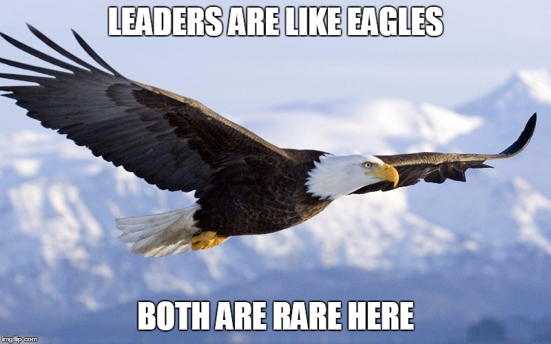 Leaders | LEADERS ARE LIKE EAGLES; BOTH ARE RARE HERE | image tagged in leader | made w/ Imgflip meme maker