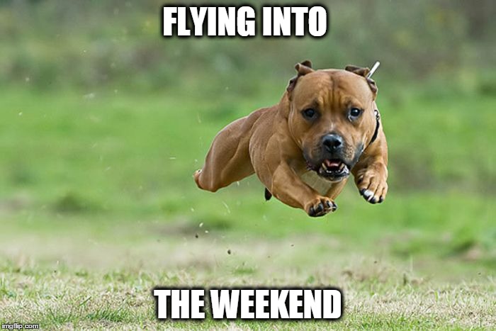 FLYING INTO; THE WEEKEND | image tagged in weekend,dog | made w/ Imgflip meme maker