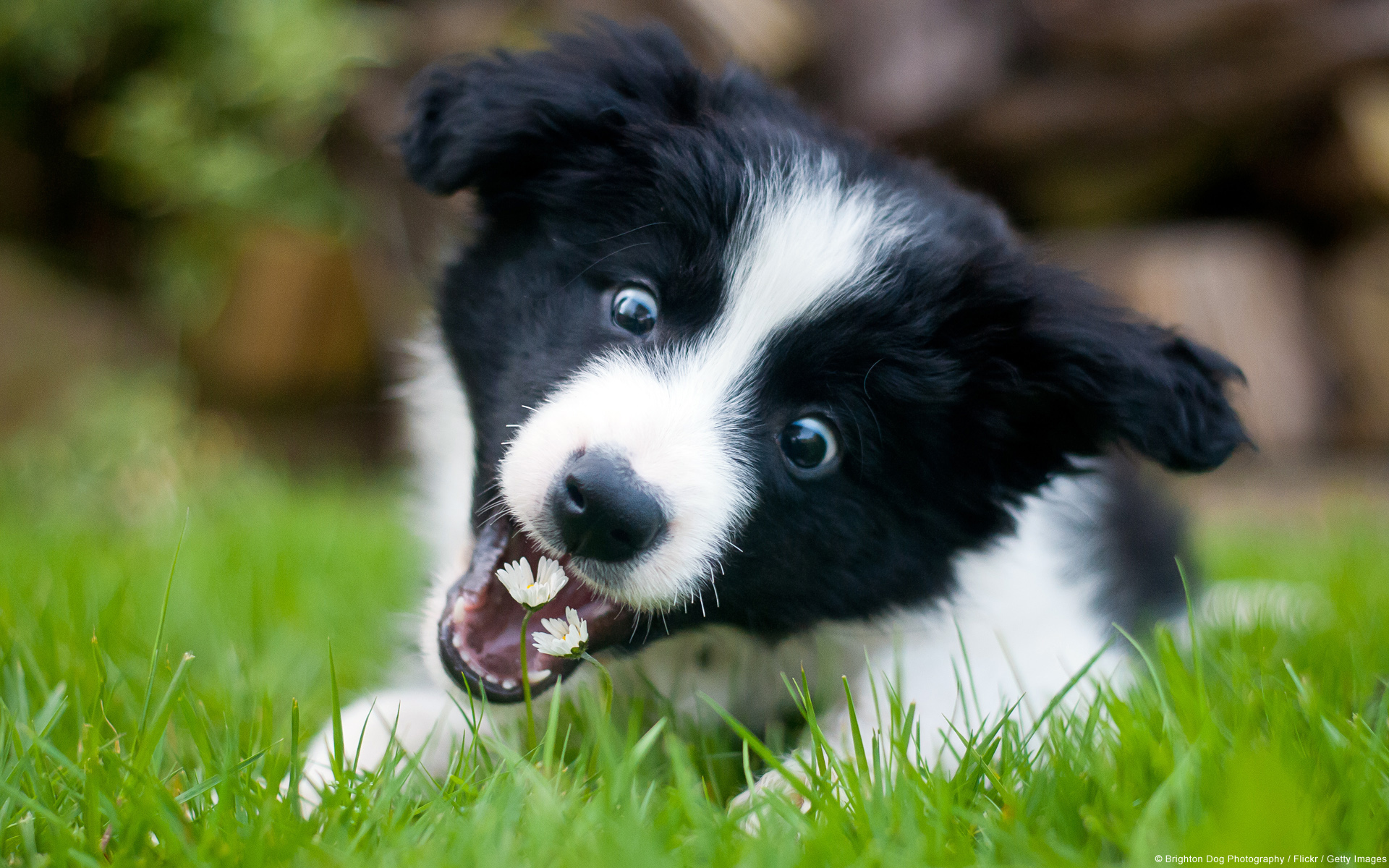 Border Collie Blank Meme Template