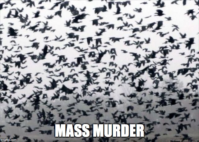 So many crows | MASS MURDER | image tagged in memes,crows | made w/ Imgflip meme maker
