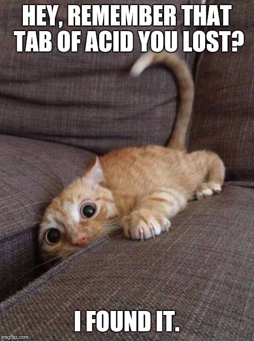 crazy cat | HEY, REMEMBER THAT TAB OF ACID YOU LOST? I FOUND IT. | image tagged in crazy cat | made w/ Imgflip meme maker