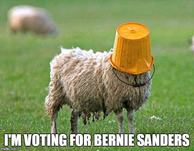 Don't be a blind sheep | I'M VOTING FOR BERNIE SANDERS | image tagged in sheeple,sheep,blind,votecorrectly | made w/ Imgflip meme maker