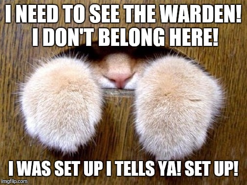 Judge gave me 16 years in hell. | I NEED TO SEE THE WARDEN! I DON'T BELONG HERE! I WAS SET UP I TELLS YA! SET UP! | image tagged in memes,funny,cats,jail | made w/ Imgflip meme maker